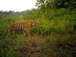 Harimau Muncul di Labuhan Batu Utara, BBKSDA Pasang Camera Trap