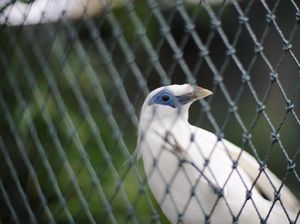 Cerita Desa Sibangkaja yang Jadi Kampung Jalak Bali Cerita Desa Sibangkaja yang Jadi Kampung Jalak Bali