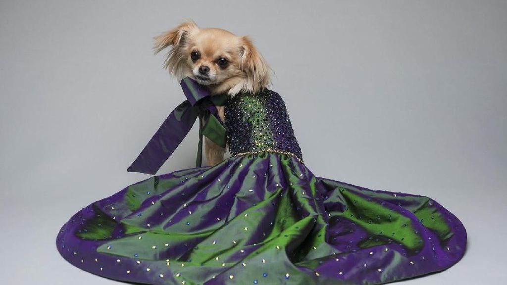 Foto: Deretan Gaun Mewah untuk Anjing yang Harganya Setara Rumah Foto: Deretan Gaun Mewah untuk Anjing yang Harganya Setara Rumah
