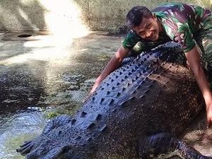 Serangan Buaya Meningkat di Timor Leste, Mungkinkah Berasal dari Australia?