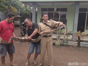 Warga Tembak Mati Sanca yang Mangsa Ternak di Probolinggo