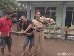 Warga Tembak Mati Sanca yang Mangsa Ternak di Probolinggo