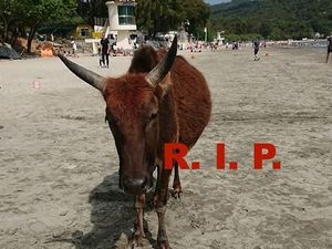 Sapi di Hong Kong Ditemukan Mati dengan Perut Penuh Plastik