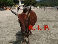 Sapi di Hong Kong Ditemukan Mati dengan Perut Penuh Plastik