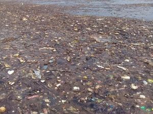 Penyu Pulau Pari Mati, Walhi: Setop Aliran Sampah DKI ke Laut! Penyu Pulau Pari Mati, Walhi: Setop Aliran Sampah DKI ke Laut!