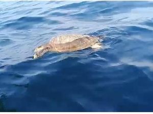 Sudin LH Kepulauan Seribu: Penyu Mati Bukan karena Sampah Sudin LH Kepulauan Seribu: Penyu Mati Bukan karena Sampah