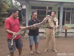 Sanca yang Mangsa Ternak Warga di Probolinggo Tertangkap