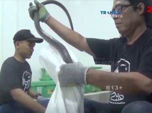Video: Melihat Ekspor Ular Hidup dari Surabaya ke China