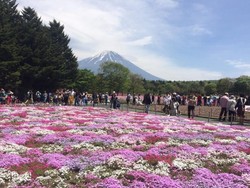 Bukan Sakura, Ini Kebun Shibazakura