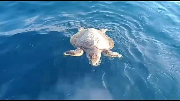 Tragis! Ini Penampakan Penyu Pulau Pari yang Mati Gegara Sampah