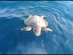 Terlalu Sadis, Jangan Pakai Aksesoris Sisik Penyu Dong!