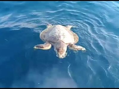 Tragis! Ini Penampakan Penyu Pulau Pari yang Mati Gegara Sampah