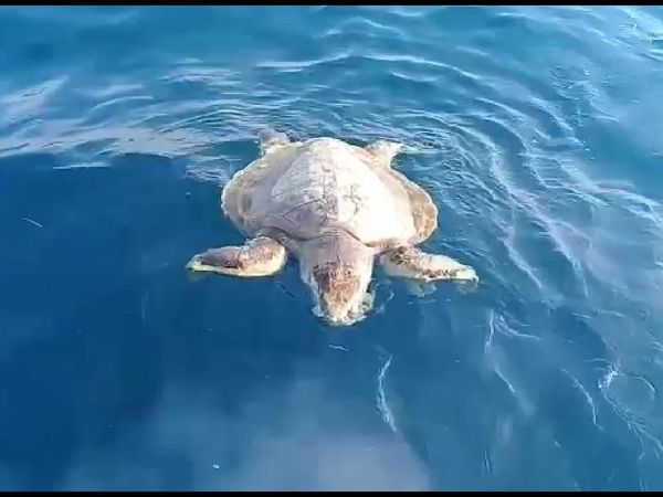 Tragis! Ini Penampakan Penyu Pulau Pari yang Mati Gegara Sampah