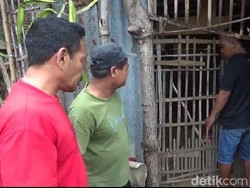 Ular Sanca Teror Warga Probolinggo, Banyak Ternak Hilang Dimangsa