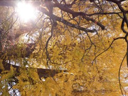 a thousand light of Ginko