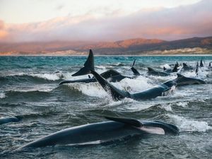 Badai Matahari Bisa Bikin Paus Abu-abu Tersesat