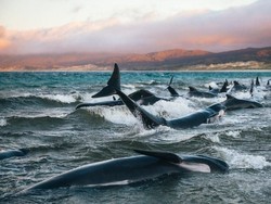 Badai Matahari Bisa Bikin Paus Abu-abu Tersesat