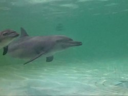 KLHK Beri Nama Bayi Lumba-lumba di Ancol