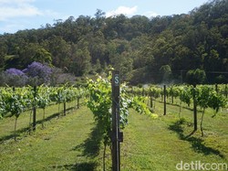 Tempat Sarapan Pagi Terbaik Australia: Di Perkebunan Anggur