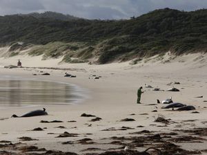 Duh! 28 Ekor Paus Mati Terdampar di Pantai Terpencil Australia