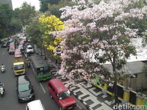 Video: Indahnya Bunga Tabebuya Jadikan Surabaya Seperti Jepang