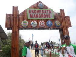 Melihat Ekowisata Mangrove di Muara Gembong Bekasi