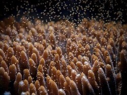 Ilmuwan Australia Perbaiki Terumbu Karang dengan Teknik Inseminasi Buatan