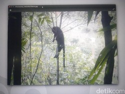 BBKSDA Jabar Telusuri Motif Warga Tembak Mati Macan Kumbang