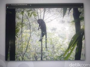 Nasib Malang Anjing Jelmaan Anak SMP Mirip Seperti Macan di Soreang Nasib Malang Anjing Jelmaan Anak SMP Mirip Seperti Macan di Soreang