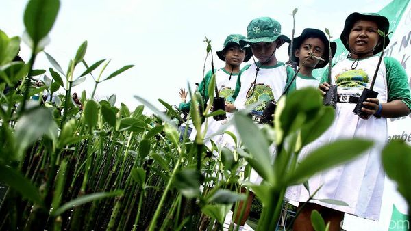 Serunya Menanam Mangrove di Pulau Pramuka