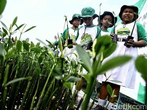 Serunya Menanam Mangrove di Pulau Pramuka