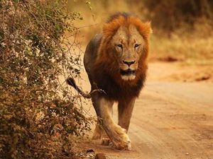 Seberapa Greget Kamu? Ikut Safari Lihat Singa, Tapi Jalan Kaki