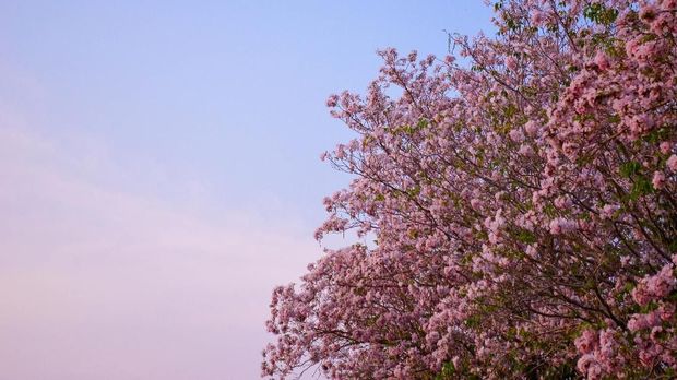 Bunga Tabebuya Bermekaran Jadi Ajang Selfie Warga Surabaya