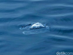 Setelah Paus Mati di Wakatobi