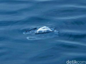 Setelah Paus Mati di Wakatobi Setelah Paus Mati di Wakatobi