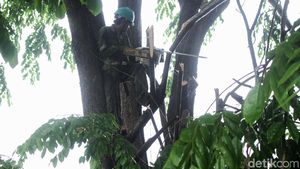 Dinas Kehutanan DKI Pangkas Pohon di Kawasan GBK