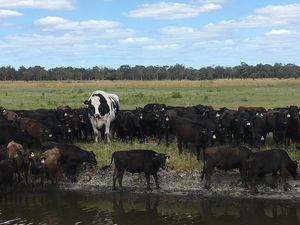 Gara-gara Beratnya 1.400 Kg, Seekor Sapi Lolos dari Rumah Potong