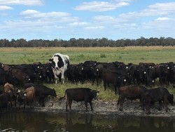 Gara-gara Beratnya 1.400 Kg, Seekor Sapi Lolos dari Rumah Potong