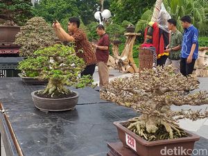Selain Seharga Rp 1 M, Ini Lho Bonsai Cantik Lain yang Bisa Ditengok
