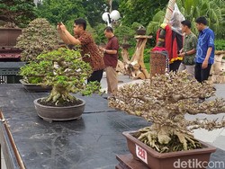 Selain Seharga Rp 1 M, Ini Lho Bonsai Cantik Lain yang Bisa Ditengok