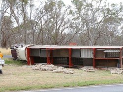 Truk Pengangkut Terguling, Ratusan Domba Mati