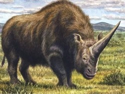 Ternyata Ini Penyebab Punahnya Badak Purba Raksasa Unicorn