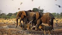 Potret Destinasi Safari Terbaik di Afrika