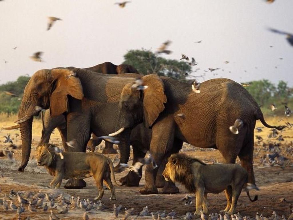 Tempat Safari Paling Dahsyat di Afrika: Botswana Tempat Safari Paling Dahsyat di Afrika: Botswana