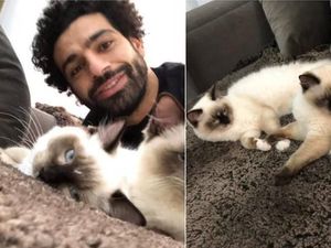 Mo Salah Kecam Keras Rencana Mesir Mengekspor Anjing dan Kucing