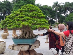 Wow, Ada Bonsai Seharga Rp 1 Miliar Sedang Dipamerkan di Surabaya