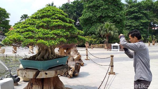 Penampakan Bonsai Rp 1 Miliar di Halaman Pemkot Surabaya