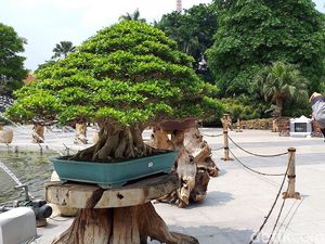 Penampakan Bonsai Rp 1 Miliar di Halaman Pemkot Surabaya