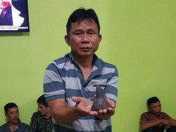 Polisi Harap Penjual Cula Badak di Lampung Dihukum Paling Berat