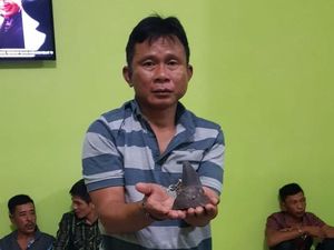 Polisi Harap Penjual Cula Badak di Lampung Dihukum Paling Berat Polisi Harap Penjual Cula Badak di Lampung Dihukum Paling Berat